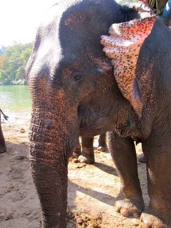 A day with the elephants, Luang Prabang, Laos