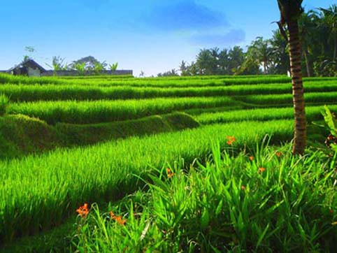 Bali