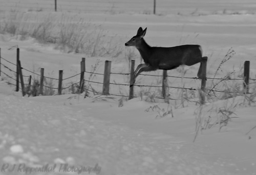 winter snow fence jumping bc britishcolumbia doe deer