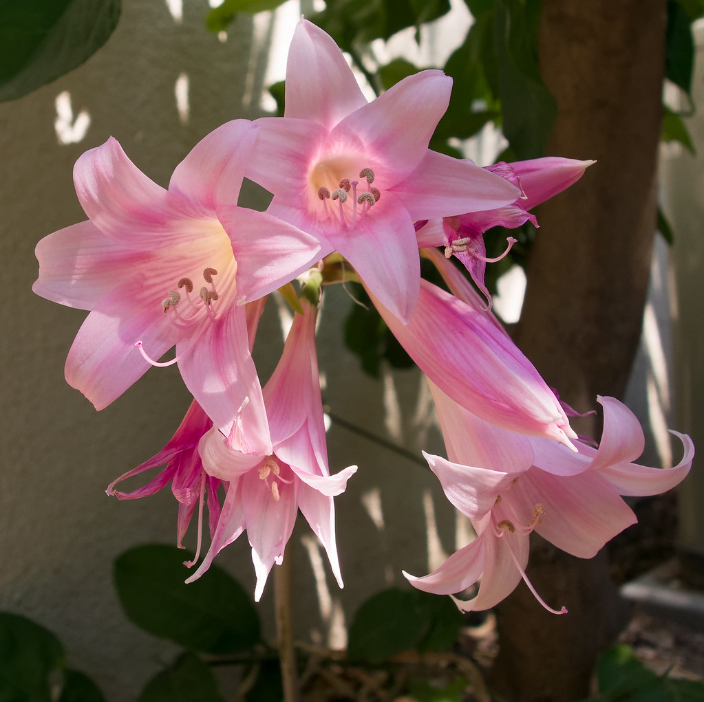 SGardenBay Amaryllis Belladonna Bulbs Pink Lily Naked 