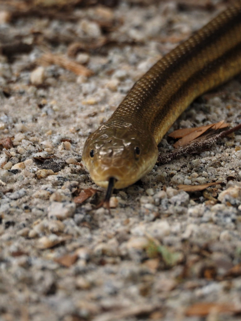 Yellow Rat Snake | OLYMPUS DIGITAL CAMERA | carlinsc | Flickr