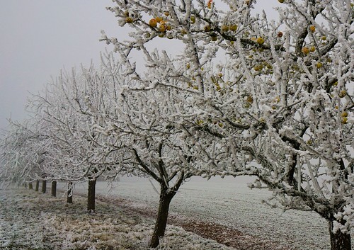 2017er Winteräpfel - 2017 winter apples by cammino5, <b>Unmengen an Raureif verzaubern am Neujahrstag 2017 die Landschaft. Starker Nebel und frostige Tem