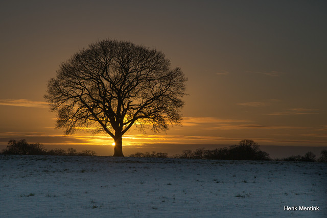 De boom bij zonsondergang