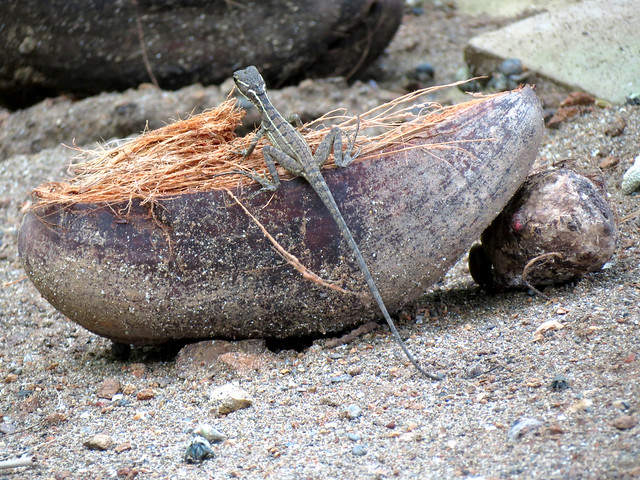 Coconut Basilisk