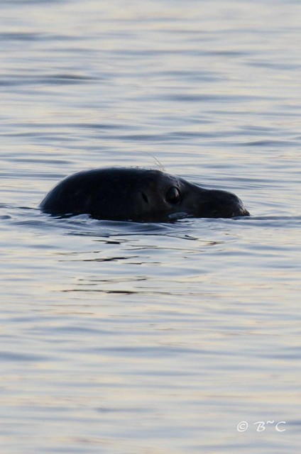 Grey Seal (Halichoerus grypus) 28-12-13