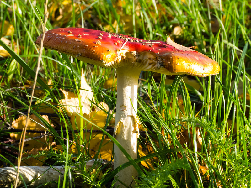 Fly agaric