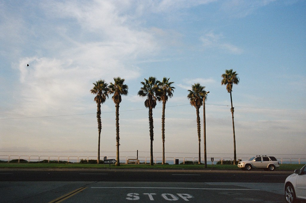 View past a painted STOP road marking toward a row of tall palm trees lining an oceanfront park in California.