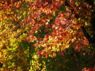 More 2011 Fall Colors #6
