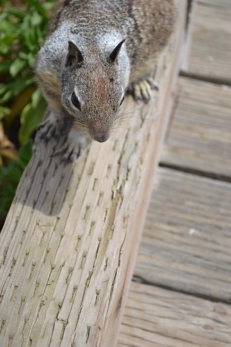 friendly squirrel | by sarahreeed