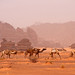 Libyjská poušť, foto: Daniel Linnert