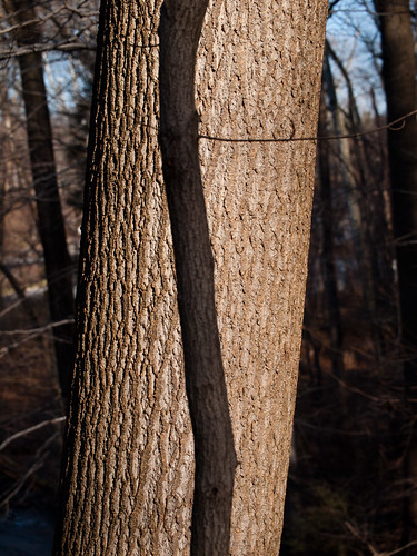 Two Trees, Swarthmore, Pennsylvania