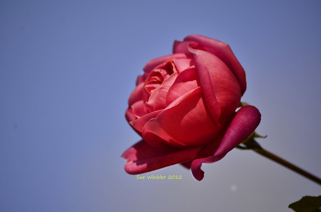 blue and pink rose