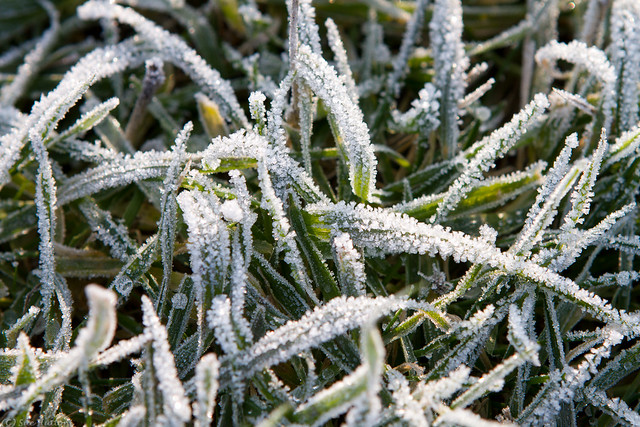 Frost crystals on grass