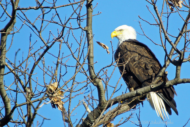 Eagle on the lookout!