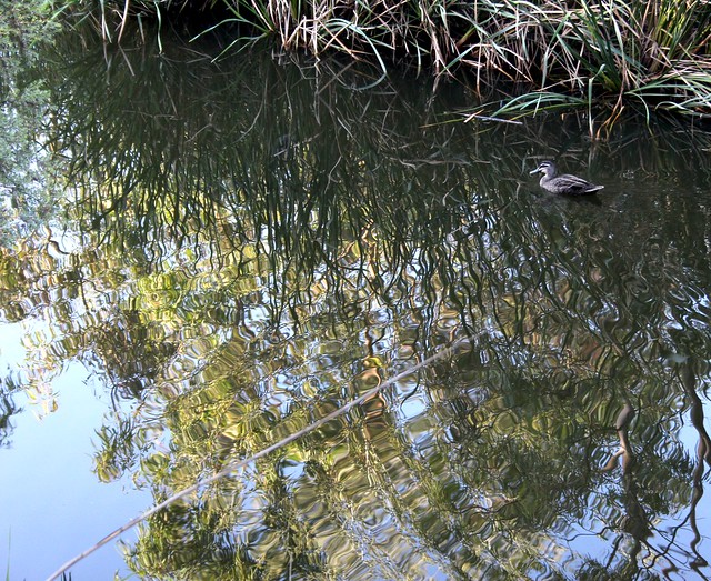 Duck amid the reeds - World Wetlands Day 2012 - Merri Creek, Fawkner