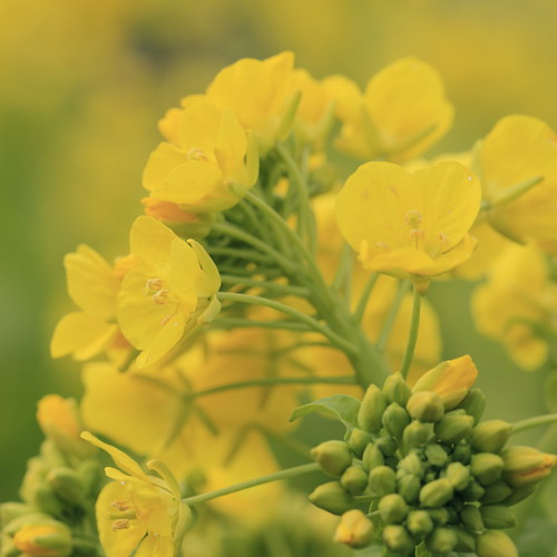 rape blossoms. | by cate♪