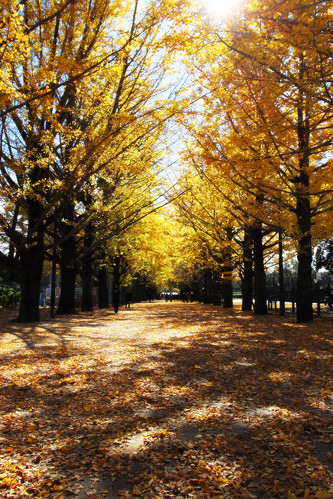 autumn tree autumnleaves 昭和記念公園 イチョウ並木 mygearandme