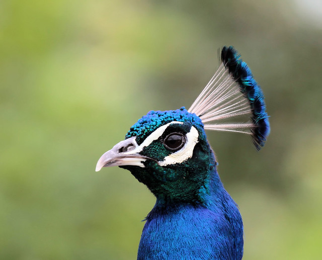 Blauwe Pauw - Pavo cristatus- Peacock