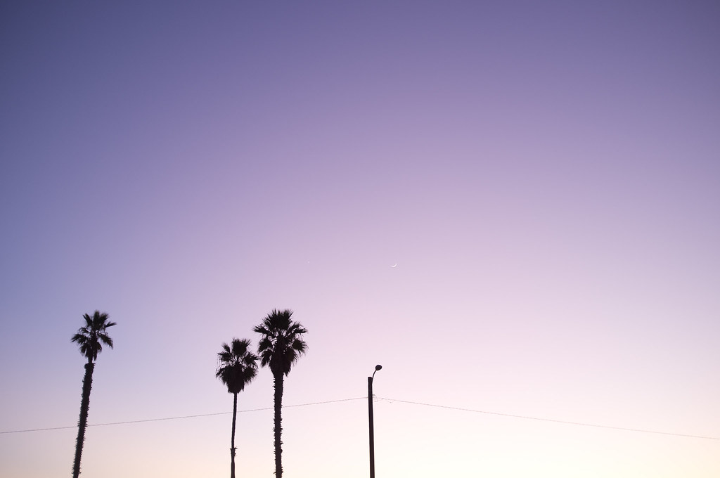 Silhouettes of tall palm trees and a utility pole beneath a crescent moon in a twilight California sky.