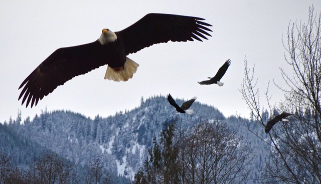 4 eagles in flight @ Skagit river, in Washington State