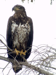 Bald Eagle, Everglades NP, FL