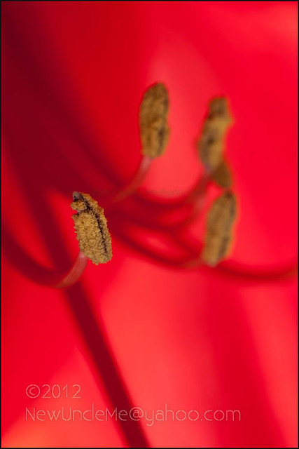 Red Amaryllis Blooms