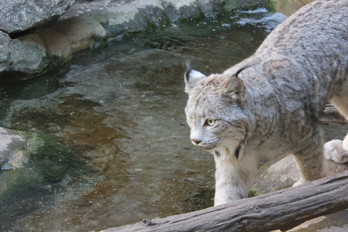 Canadian Lynx 2 | by MinnesnowtaNice612