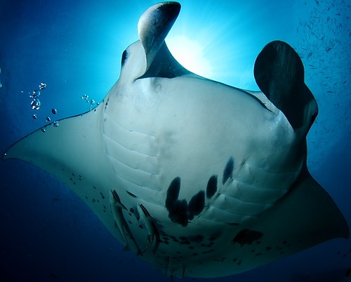 Maldive