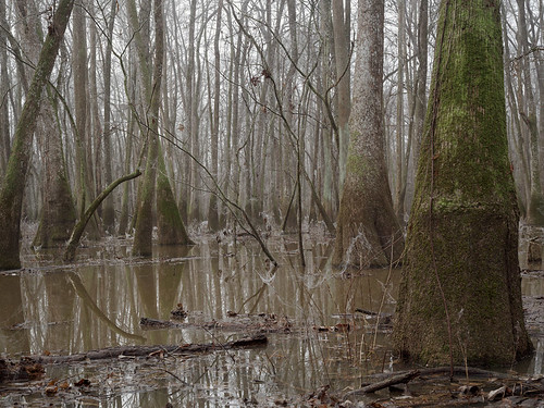 landscape southcarolina swamp 4x5 lowcountry largeformatphotography shenhao largeformatlandscape scanningback