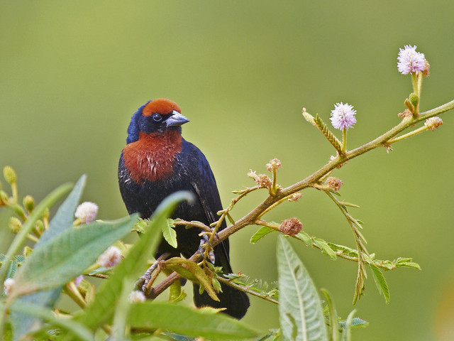 Garibaldi Chestnut-capped Blackbird (Chrysomus ruficapillus)