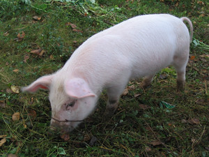 pig outside | by wattpublishing