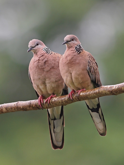 Spotted-Necked Dove