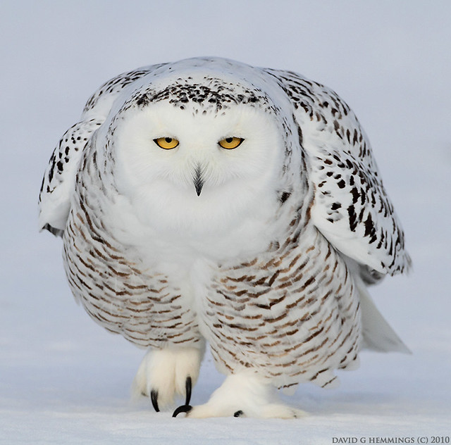 Snowy Owl 2010