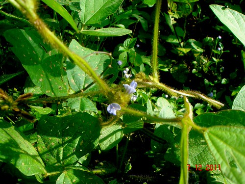Calopogonium mucunoides Desv. | Jeniang, Kedah, Malaysia. Ca… | Flickr