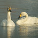 Flickr photo 'Bewick's Swans' by: Sciadopitys.