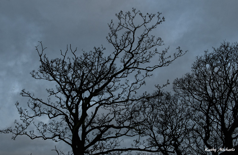 Forests and trees | Flickr