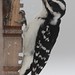 Flickr photo 'Picoides villosus (Hairy Woodpecker) - female' by: Arthur Chapman.