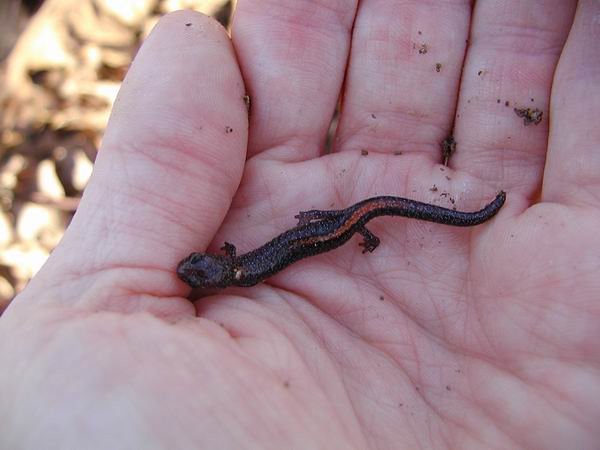 Ozark Zigzag Salamander