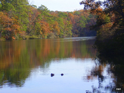 trees lake forest reflections fallcolors ducks