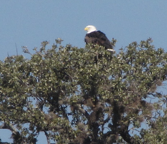 Bald Eagle in Tree