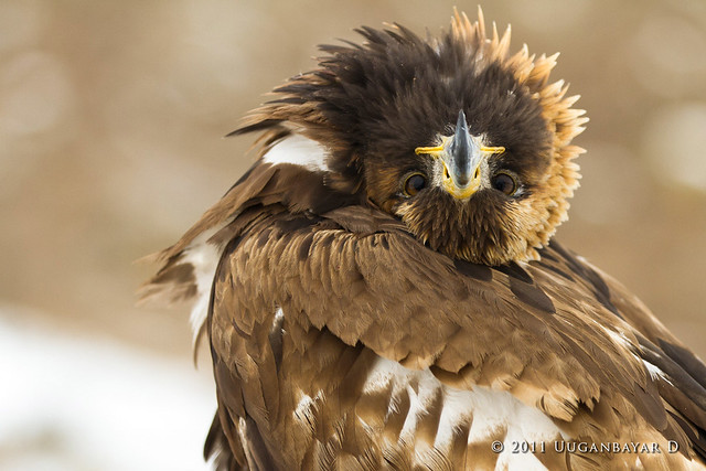 Mongolian Eagle