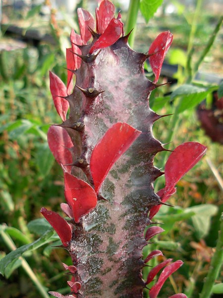 Euphorbia trigona fa. rubra