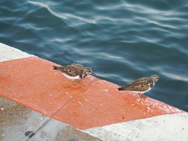 Aves (arenaria interpres) en el puerto (Veracruz)