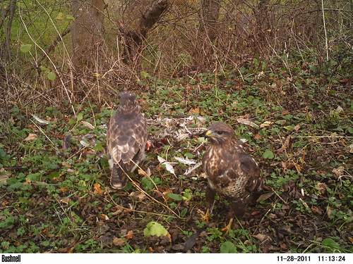 Buzzard 28 Nov 2011 | by batmancaver