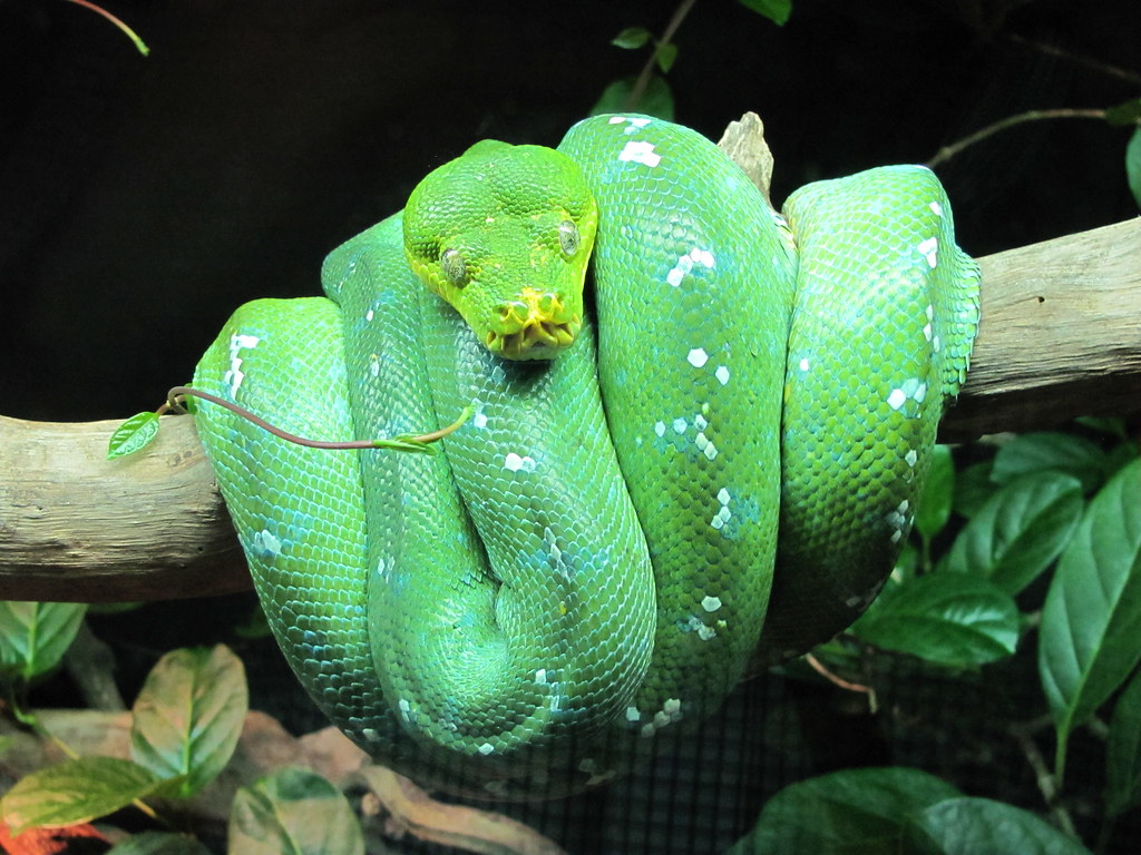 the cutest snake in the World - Cute Snakes You Have to See to Believe Green Tree Python
