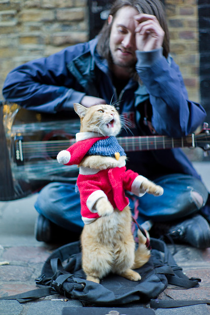 A street cat named Bob