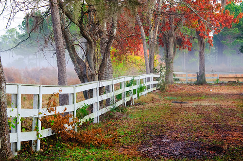 trees horse fog fence landscape south low country southern beaufort seabrook lowcountry superaplus aplusphoto coosaw