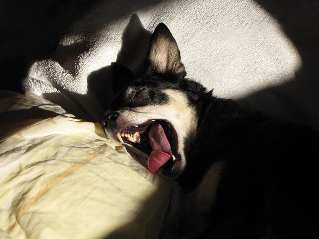 Doli + sun = yawn + sleep