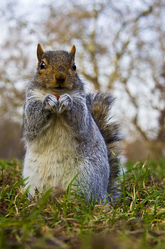 Squirrel 4 | by Photo Bloxx - Sam Bloxham Photography