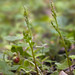 Flickr photo 'Botrychium pedunculosum in California.' by: John Game.